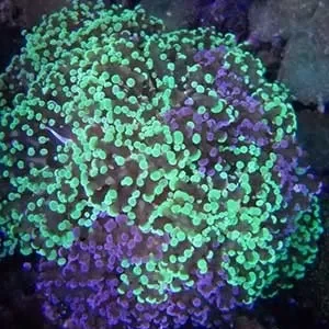 Euphyllia Paradivisa base viola, punte verde acqua 4 calici - Corallo duro LPS facile