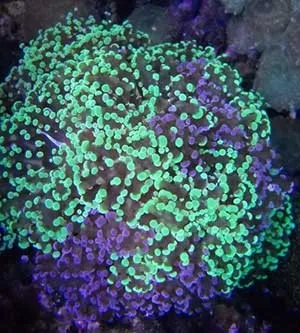 Euphyllia Paradivisa base viola, punte verde acqua 4 calici - Corallo duro LPS facile