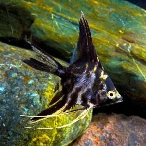 Pterophyllum Scalare Marble 3-5 cm