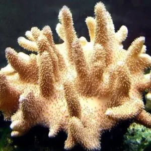 Lobophytum sp. Mushroom Finger - Corallo molle facile - 8 cm su frag
