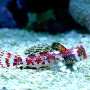 Synchiropus Marmoratus - Pesce mandarino marmorato - mangia planarie
