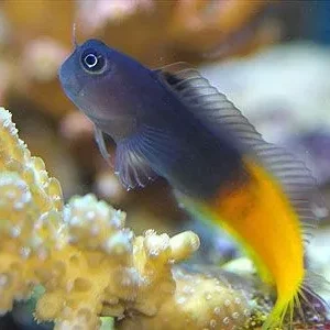 Ecsenius Bicolor - Bavosa Bicolore - Bicolor Blenny