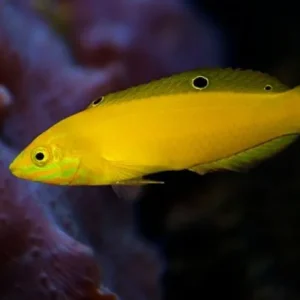 Halichoeres chrysus - Pesce banana - pesce cardellino - labride
