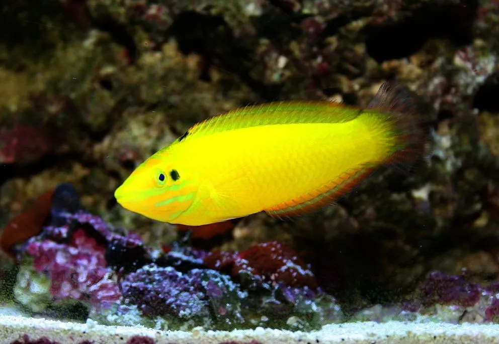 Halichoeres chrysus - Pesce banana - pesce cardellino - labride
