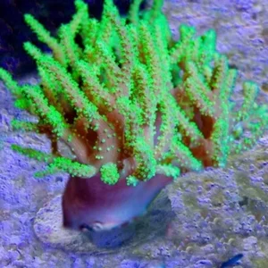 Sinularia Green Fluo - Australia - Corallo molle facile - frag 5 cm (RARO)
