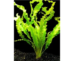 Aponogeton Crispus, pianta facile a foglia larga