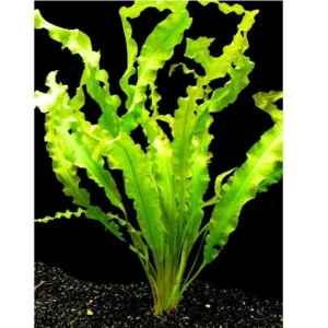 Aponogeton Crispus, pianta facile a foglia larga