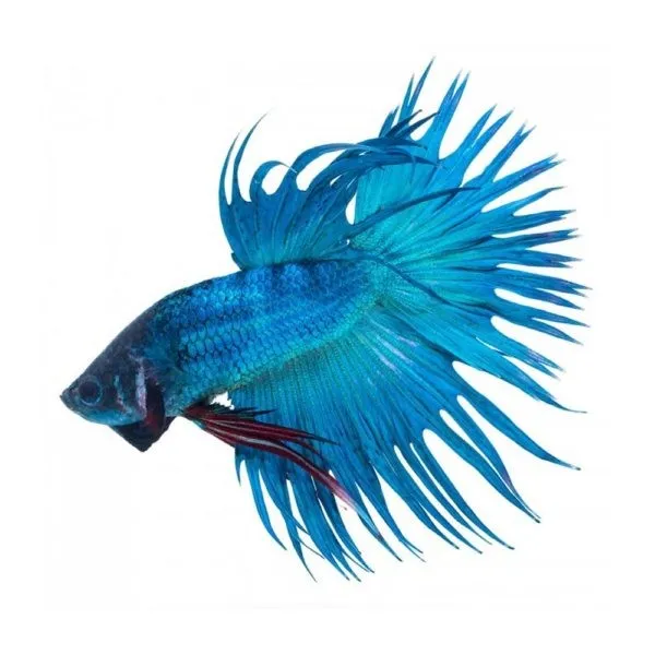 Betta splendens crowntail green blue, pesce combattente maschio
