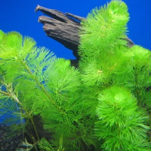 Cabomba acquatica, pianta a crescita rapida depurativa