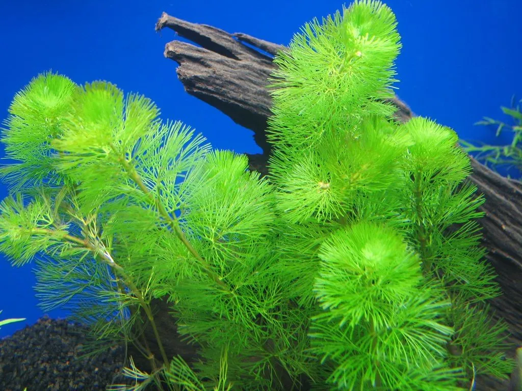 Cabomba acquatica, pianta a crescita rapida depurativa