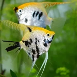 Pterophyllum Scalare Koi 3-5 cm