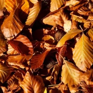 30 foglie di Faggio essiccate e sterilizzate per acquari con caridine e pesci