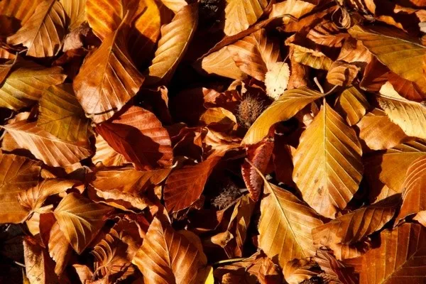 30 foglie di Faggio essiccate e sterilizzate per acquari con caridine e pesci