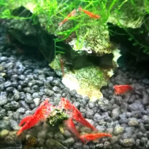 Neocaridina Davidi Red Cherry gene Sakura 1-2 cm - gamberetto d'acqua dolce
