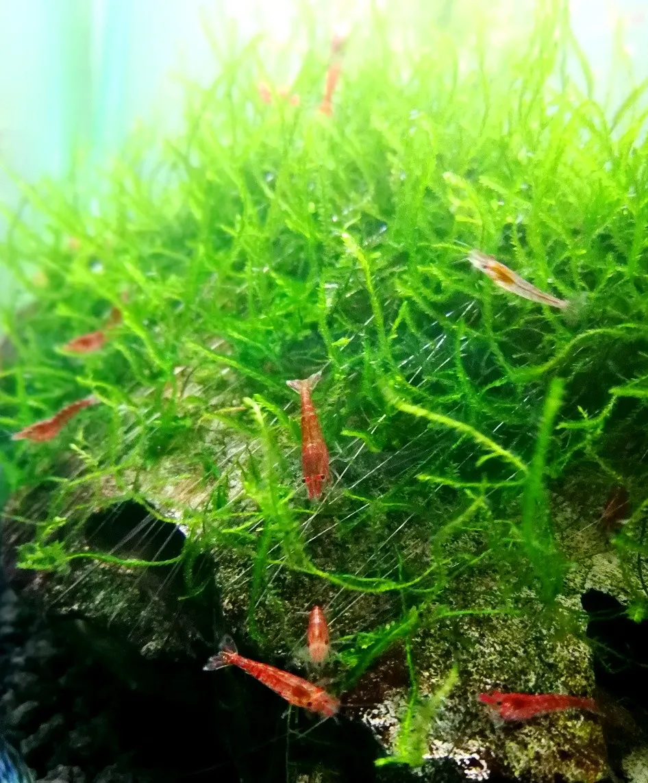 Neocaridina Davidi Red Cherry gene Sakura 1-2 cm - gamberetto d'acqua dolce