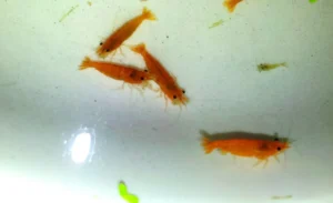 NEOCARIDINA DAVIDI ORANGE SAKURA 1-2 cm - gamberetto per acquario d'acqua dolce