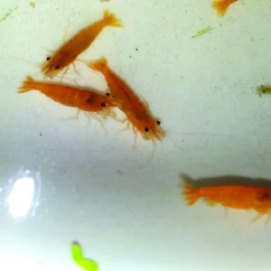 NEOCARIDINA DAVIDI ORANGE SAKURA 1-2 cm - gamberetto per acquario d'acqua dolce