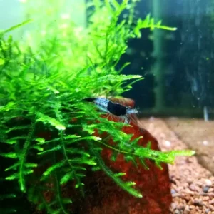 NEOCARIDINA DAVIDI CARBON RILI 1-2 cm - gamberetto per acquario d'acqua dolce