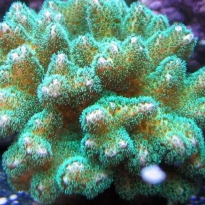 Pocillopora Damicornis Green - verde - Corallo duro SPS- frag 3-4 cm