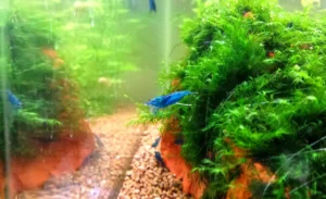 NEOCARIDINA DAVIDI BLU VELVET 1-2 cm - gamberetto per acquario d'acqua dolce