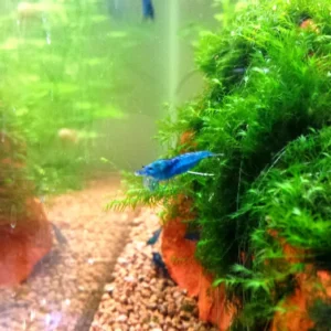 NEOCARIDINA DAVIDI BLU VELVET 1-2 cm - gamberetto per acquario d'acqua dolce