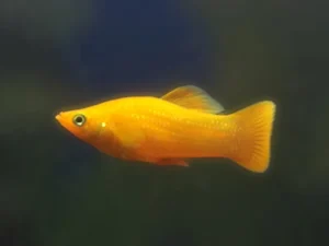 Poecilia Sphenops Gold Molly 4 cm