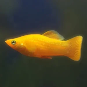Poecilia Sphenops Gold Molly 4 cm