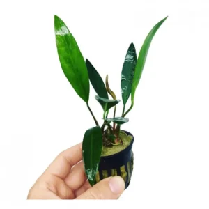 Anubias Lanceolata, pianta facile a foglia larga