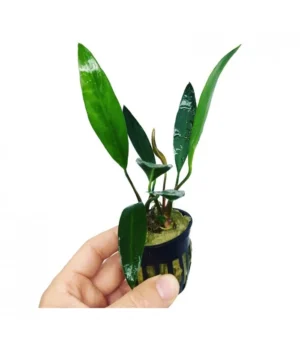 Anubias Lanceolata, pianta facile a foglia larga