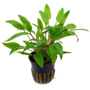 Cryptocoryne wendtii green in vasetto - pianta facile da primo piano