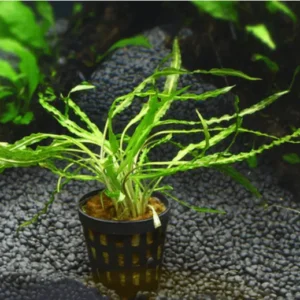 Cryptocoryne Retrospiralis in vasetto - pianta facile da primo piano