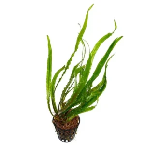 Cryptocoryne Spiralis in vasetto - pianta facile da primo piano
