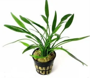 Cryptocoryne Nevilli in vasetto - pianta facile da primo piano