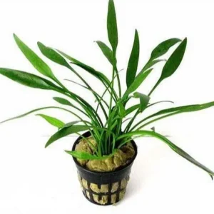 Cryptocoryne Nevilli in vasetto - pianta facile da primo piano