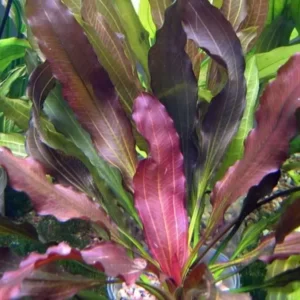 Echinodorus Rubin in vasetto, pianta facile a foglia larga