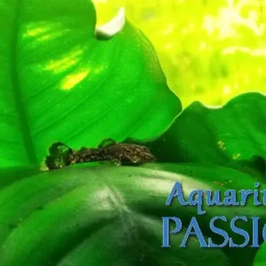 ANCISTRUS DOLICHOPTERUS 2-3 cm pulitori da vetro