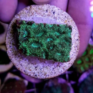 Favites Pentagona Green - Corallo duro LPS facile - frag circa 5 cm