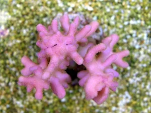 Stylophora Subseriata Fiji - Corallo duro SPS - frag