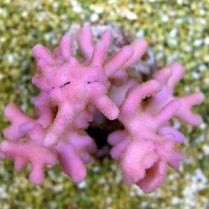 Stylophora Subseriata Fiji - Corallo duro SPS - frag