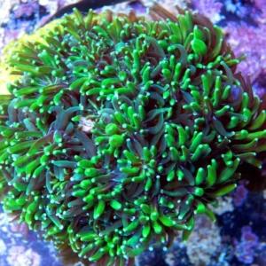 Galaxea Fascicularis Green - Corallo duro LPS - frag 3-5 cm