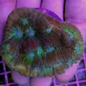 Echinophyllia spp. - Corallo duro LPS facile - frag 5 cm
