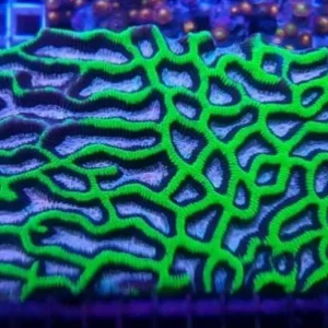 Platygyra spp. Premium - Corallo duro LPS facile - frag 5 cm