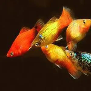 PLATY MULTICOLOR, xiphophorus maculatus colori misti 2-4 cm