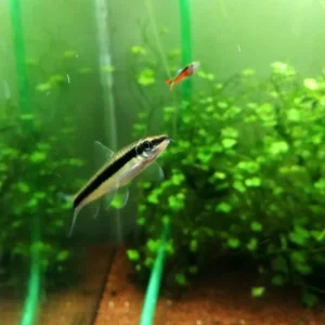 CROSSOCHEILUS SIAMENSIS (oblongus) 2-5 cm - Pesce pulitore mangia-alghe nere a pennello