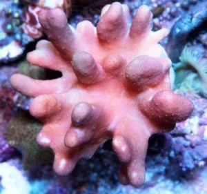 Lobophytum pink - rosa - Corallo molle facile -  frag 6 cm