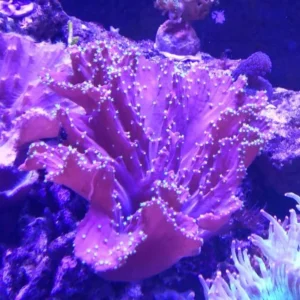Sinularia sp. Pink punte verdi fluo - Corallo molle facile - frag 10-15 cm