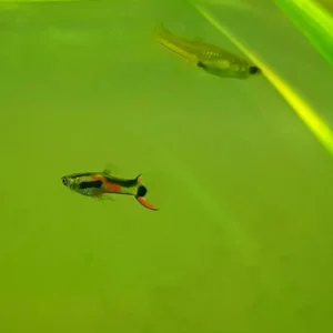 Coppia di POECILIA WINGEI ORIGINAL PEACOCK, endler puri