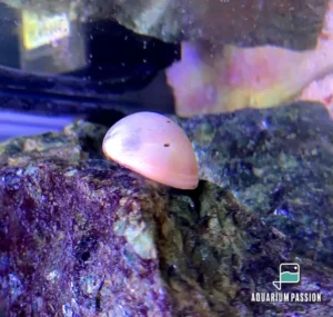 Neritina sp. Pink Helmet 2 cm mangia alghe nere a pennello