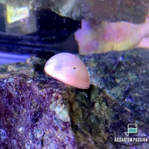 Neritina sp. Pink Helmet 2 cm mangia alghe nere a pennello