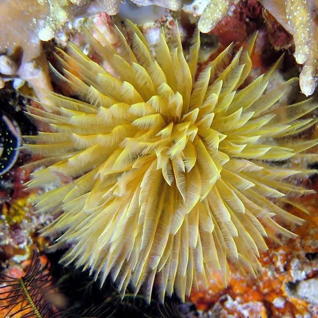 Spirografo Sabellastarte sp. yellow - giallo